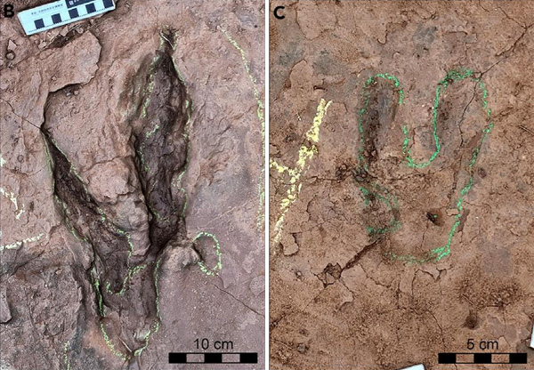 世界最大級！福建省でデイノニクスの新足跡種を発見