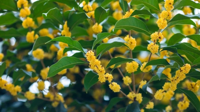 王丽萍：桂花的一生要经历什么
