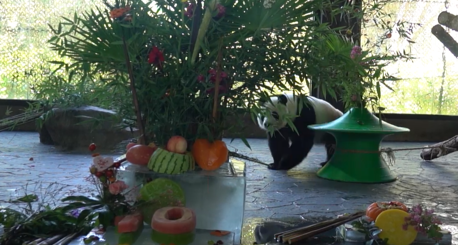 视频 | 品尝特大号“冰蛋糕” 大熊猫嘉嘉过10岁生日啦！