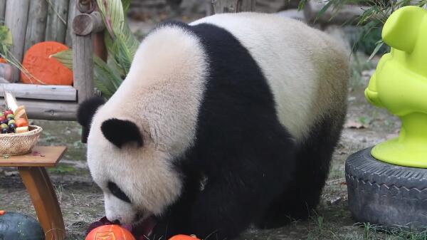 视频 | 三只大熊猫集体过生日 “水果冰+特制果蔬生日面”拉满仪式感