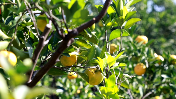 视频 | 数字大棚如火如荼建设中，黄岩蜜橘即将迎来丰收季