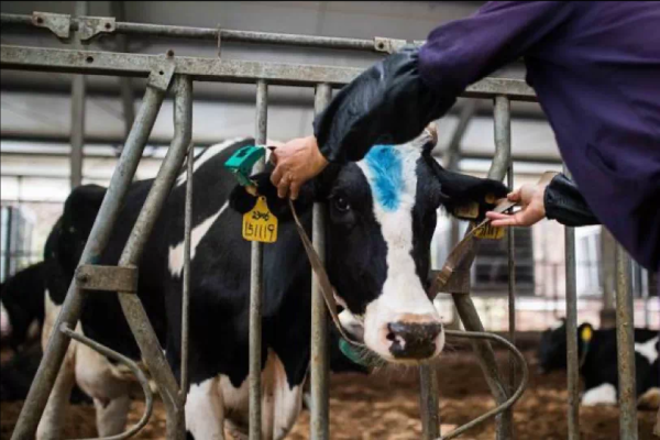 质量标杆 乳业唯一！蒙牛荣获2022年全国质量标杆奖