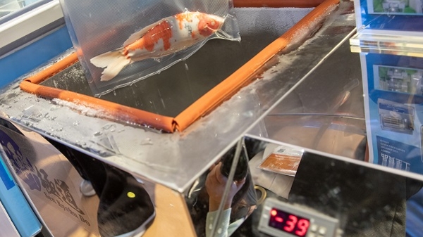 进博会1.1馆，有一条冻鱼“复活”了？