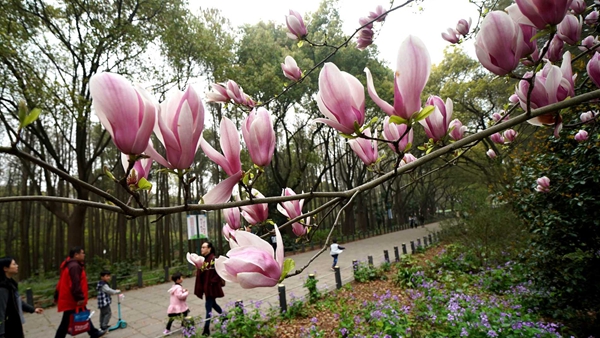 即日起进入上海共青森林公园须持有48小时内核酸阴性证明