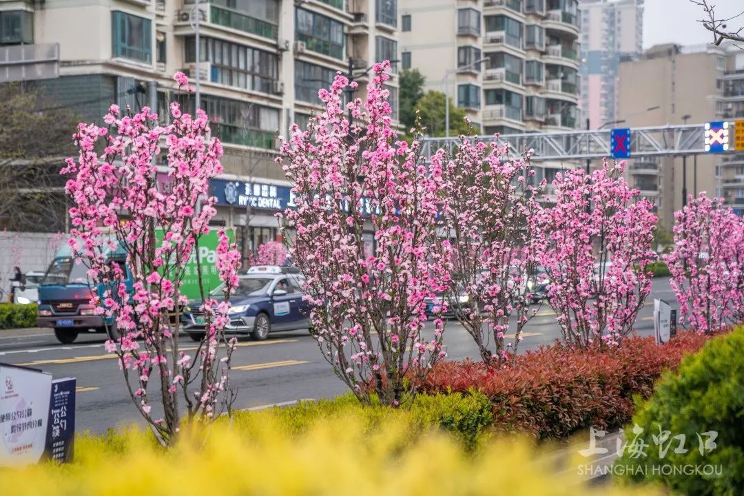 桃花登场,虹口的这条路绝美!_上海虹口_新民网