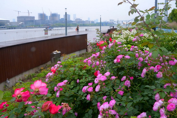 黄浦滨江月季花绽放