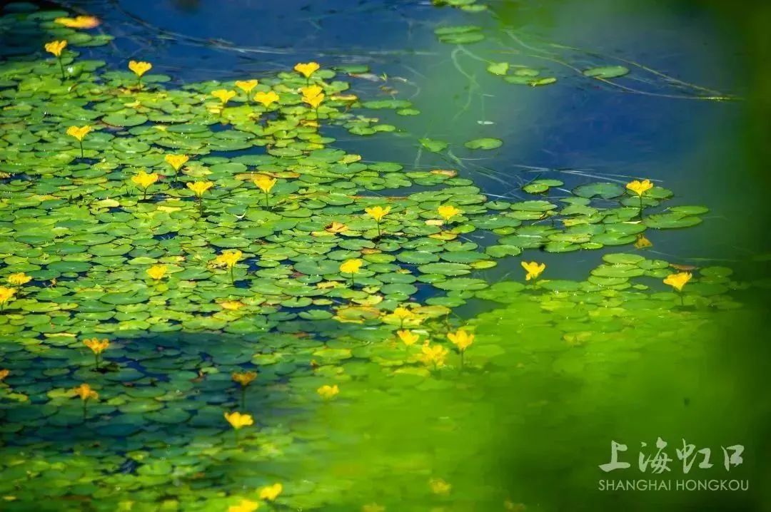 这种“水上花”叫什么,你知道吗?_上海虹口_新民网