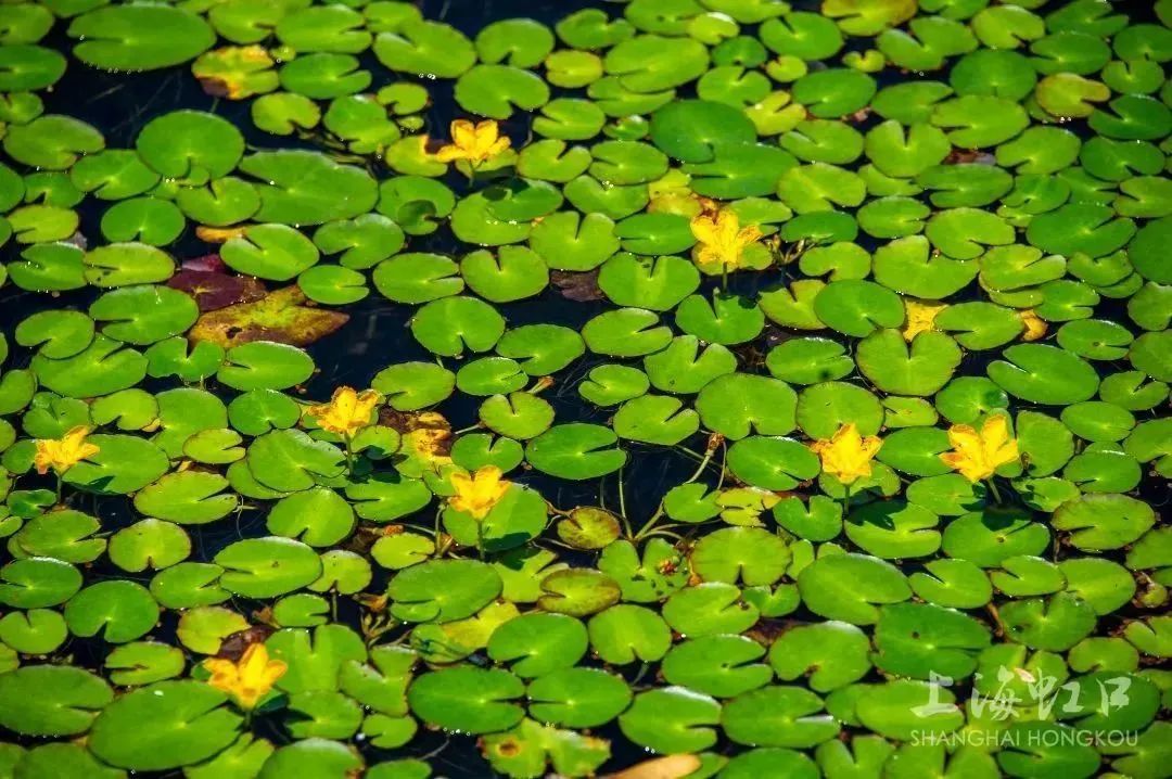这种“水上花”叫什么,你知道吗?_上海虹口_新民网