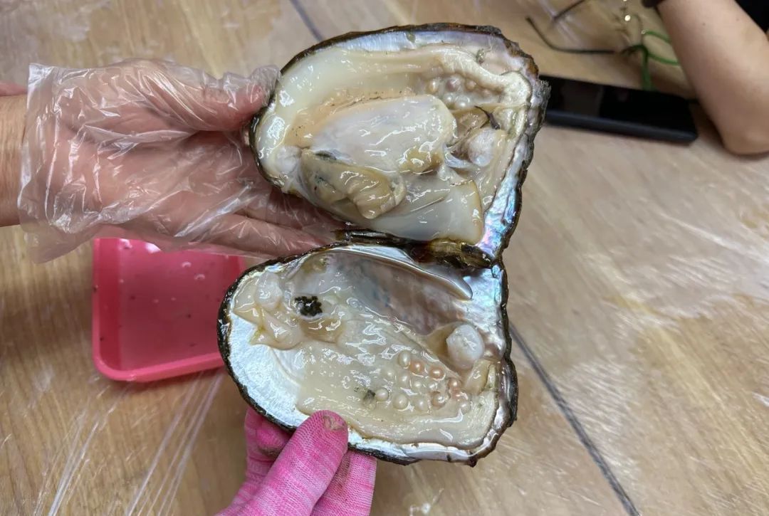 为生活增添文化韵味!宝山这里开展开蚌取珠手作胸针活动_上海宝山_新民网