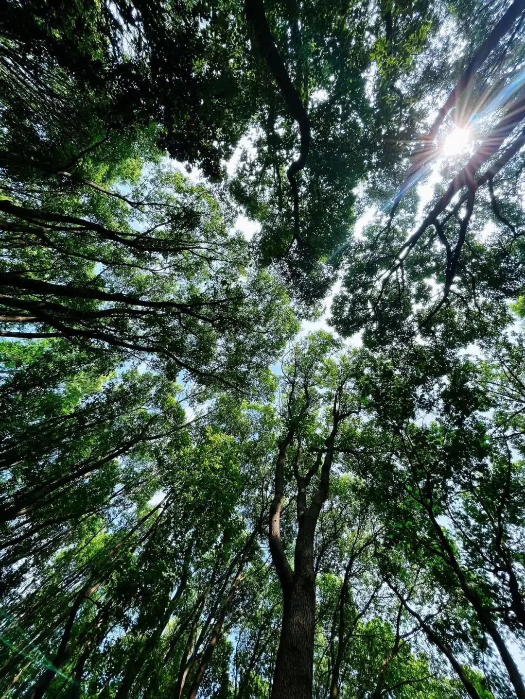 感受自然的美妙与恬静,宝山这座公园你去过吗?_上海宝山_新民网