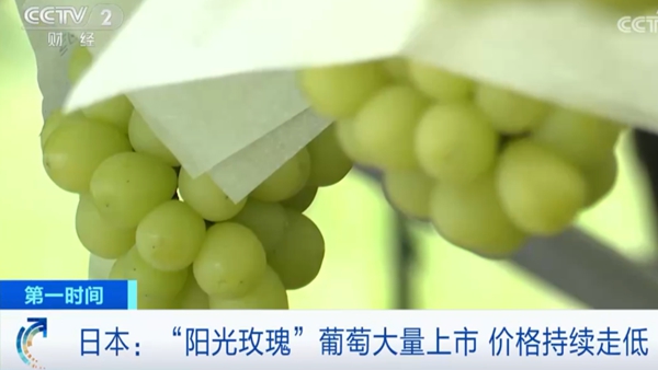 日本“阳光玫瑰”葡萄价格大降！出口量暴跌！啥情况？
