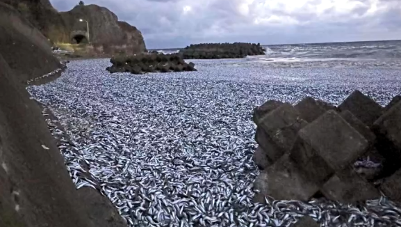 日本北海道一海滩出现大量死亡沙丁鱼