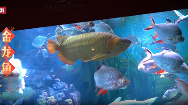 视频丨上海海洋水族馆龙年新春“龙鱼”特展 “海龙王”与游客一起迎接龙年