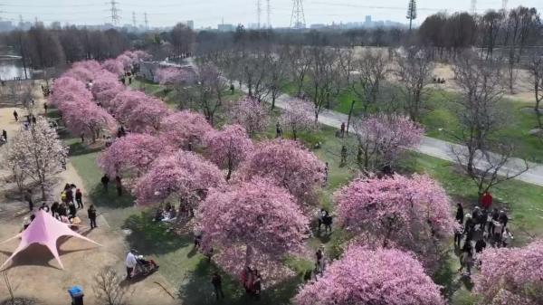 视频 | 樱花烂漫如粉色云霞 辰山植物园河津樱进入最佳观赏期