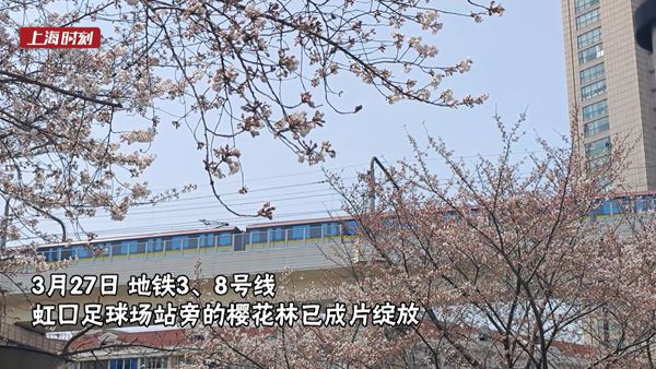视频 | 最美地铁站樱花绽放
