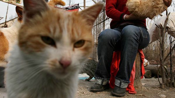 “男子被流浪猫绊倒致伤残，投喂者被判赔24万”，上海闵行法院：案件将提起再审