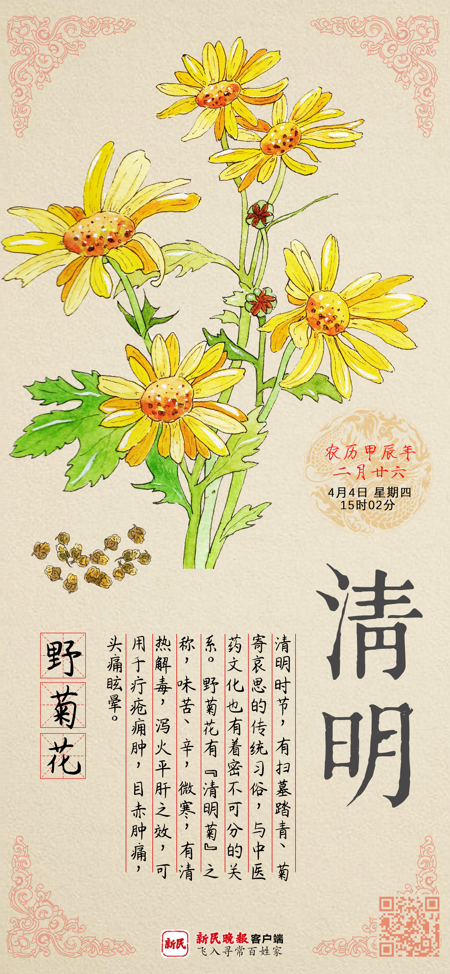清明 | 这种花竟然可以吃！清热泻火还能祛痘痘