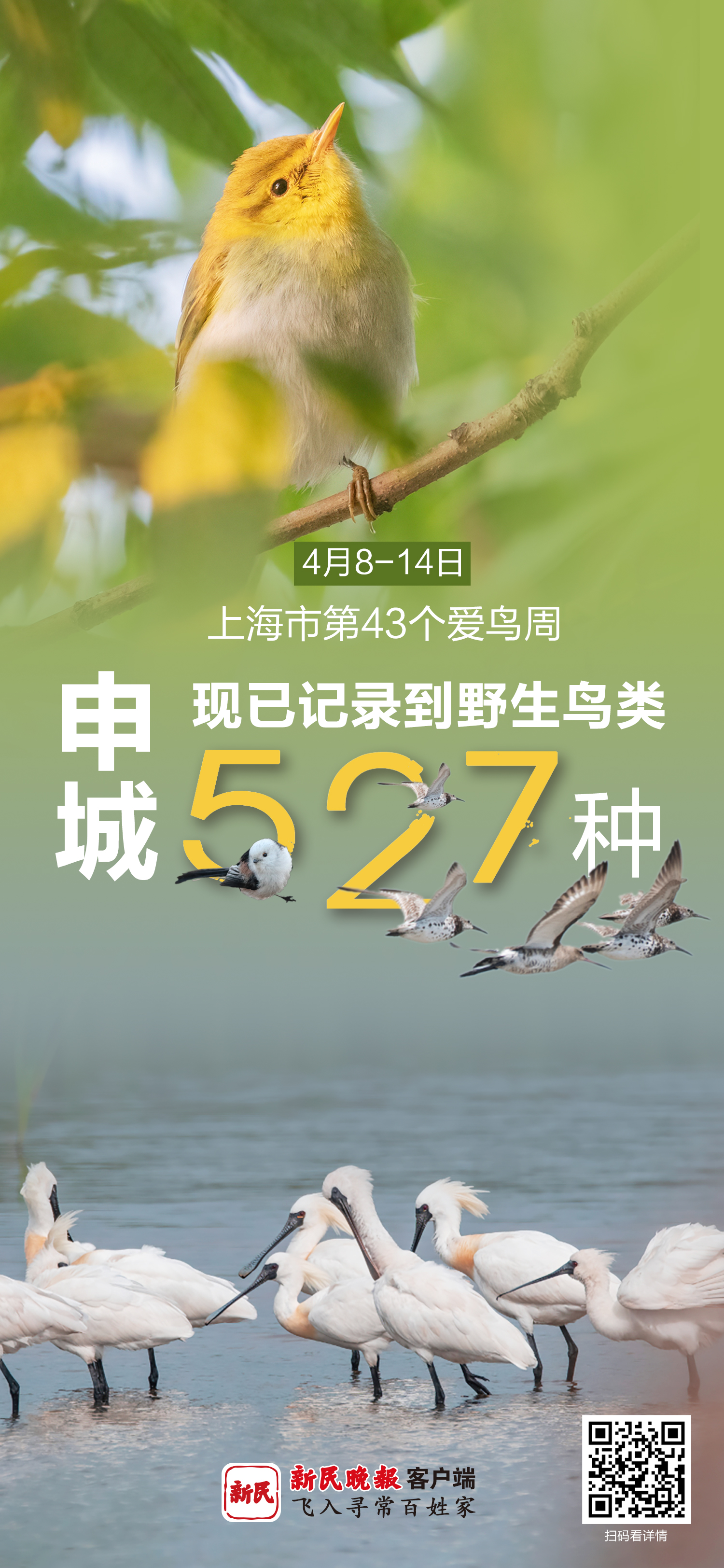 上海市第43届“爱鸟周”开幕，本市已记录到野生鸟类527种