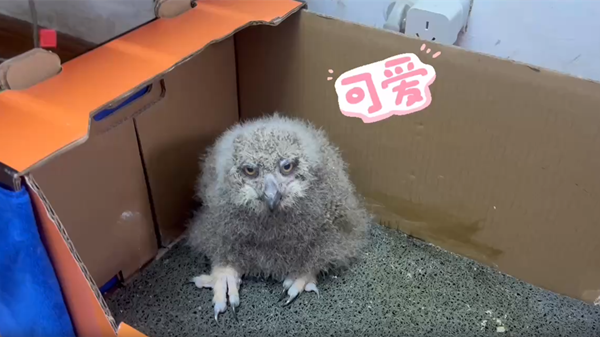 视频 | 上海动物园雕鸮首次人工育雏 来看这个有点可爱的猫头鹰宝宝