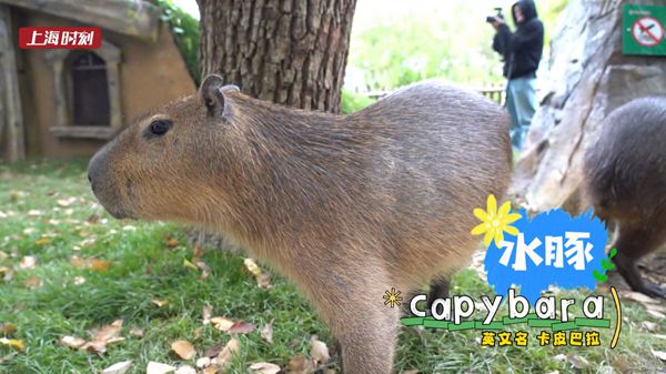 视频 | 上海野生动物园上新！“卡皮巴拉”等你来互动