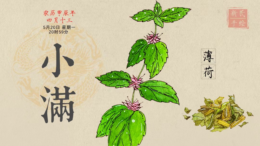 小满 | 一剂清凉让暑天湿热退退退！药食同源的它还有“亚洲之香”美称