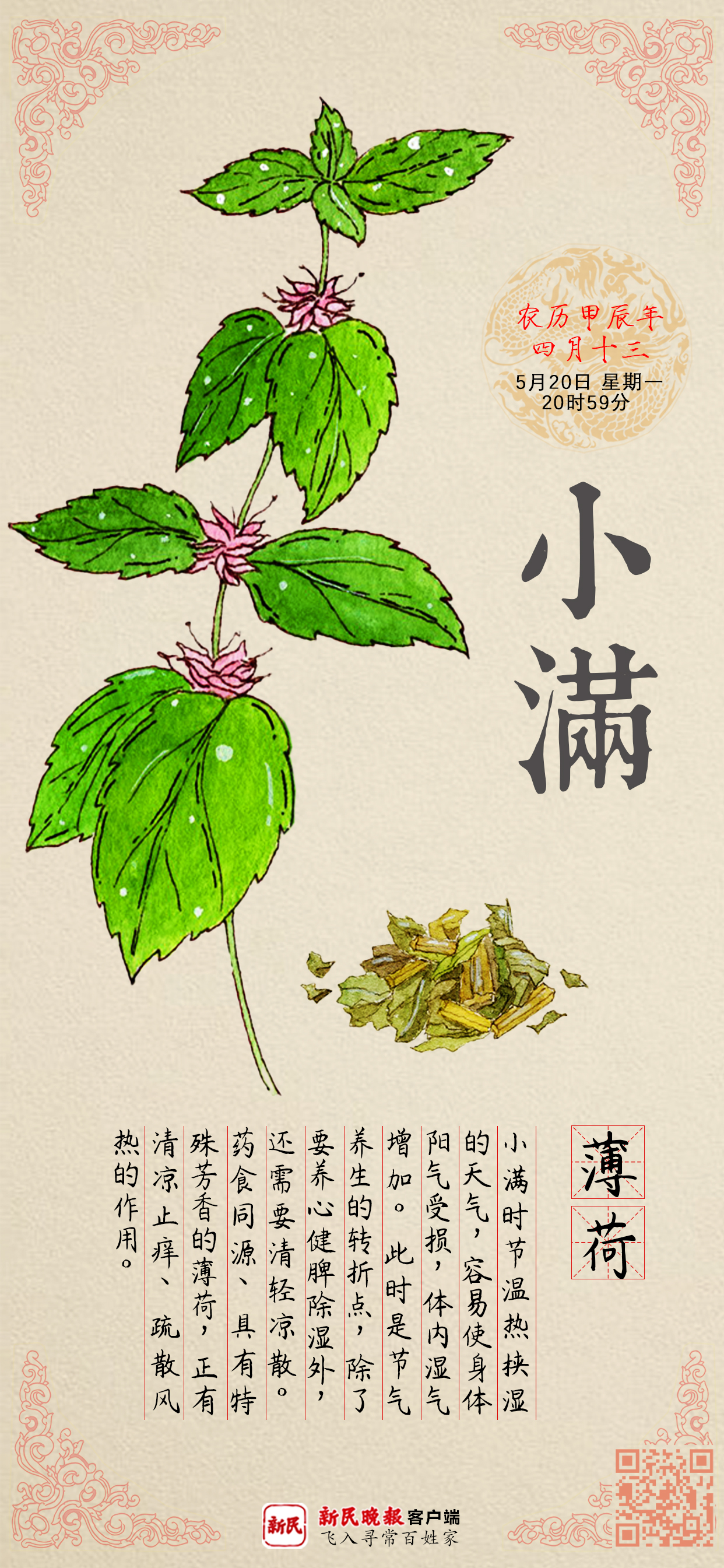 小满 | 一剂清凉让暑天湿热退退退！药食同源的它还有“亚洲之香”美称