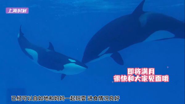 视频 | 快满月啦！上海海昌海洋公园两头新生海豚宝宝即将和游客见面
