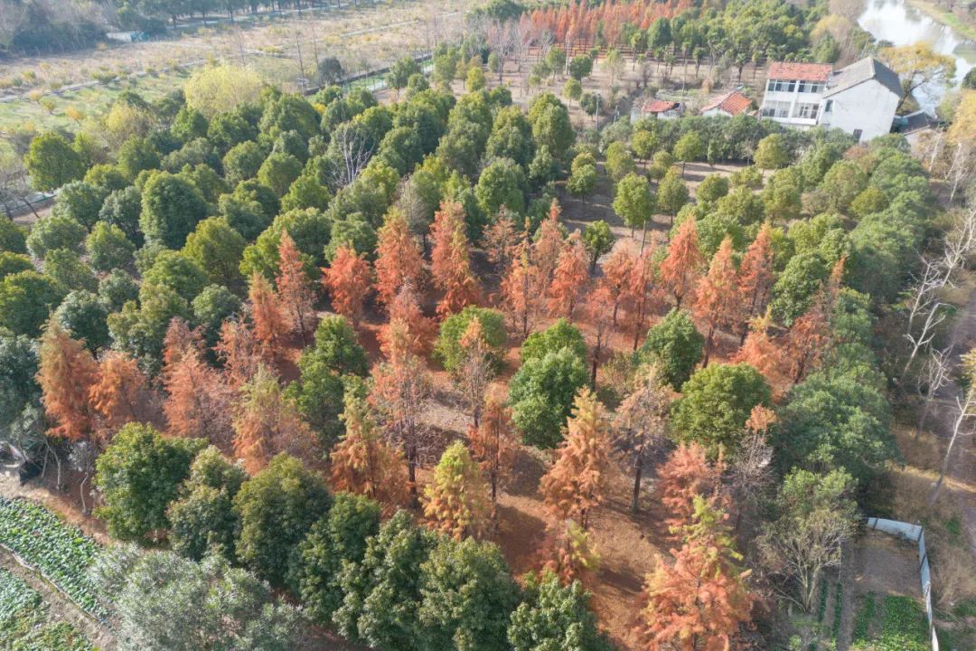 “森”呼吸、“林”距离!家门口的开放休闲林地等你来打卡_上海嘉定_新民网