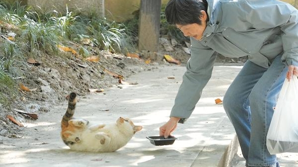 申观察｜“喵生”因你而温暖 善心善行善治促进人与动物和谐共处