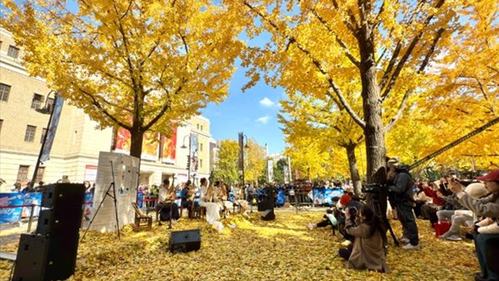 看着这片金黄捎来初冬的气息，银杏音乐会如期而至