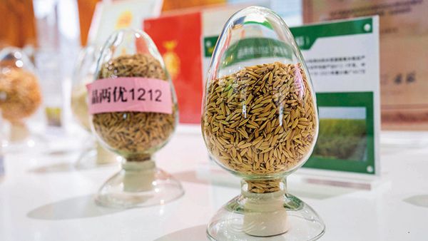 瞭望·治国理政纪事 | 扛稳粮食安全重任