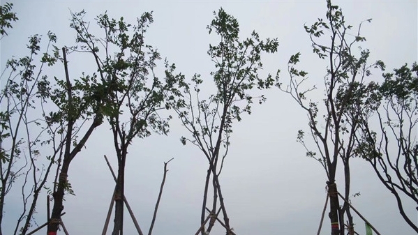 新冬奥·幕后丨延庆的树，藏着北京冬奥的“绿”