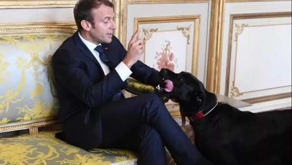法国总统身旁“狗影随行”！动物命运已经影响到法国政界选举了？