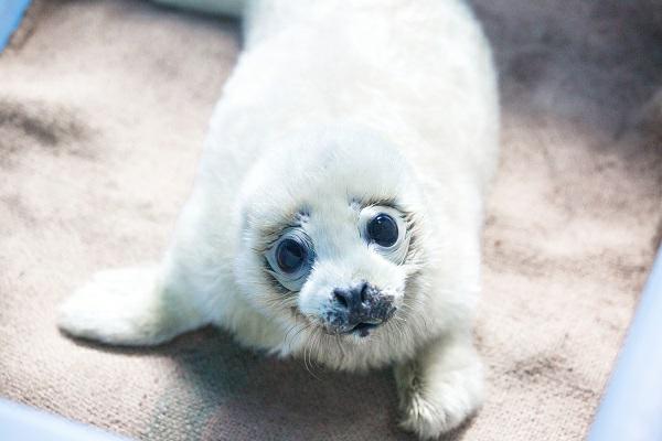 爱爱爱爱 虎年首只海豹宝宝出生 手机新民网