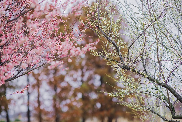 三八 妇女节辰山植物园半价还能踏青赏花 手机新民网