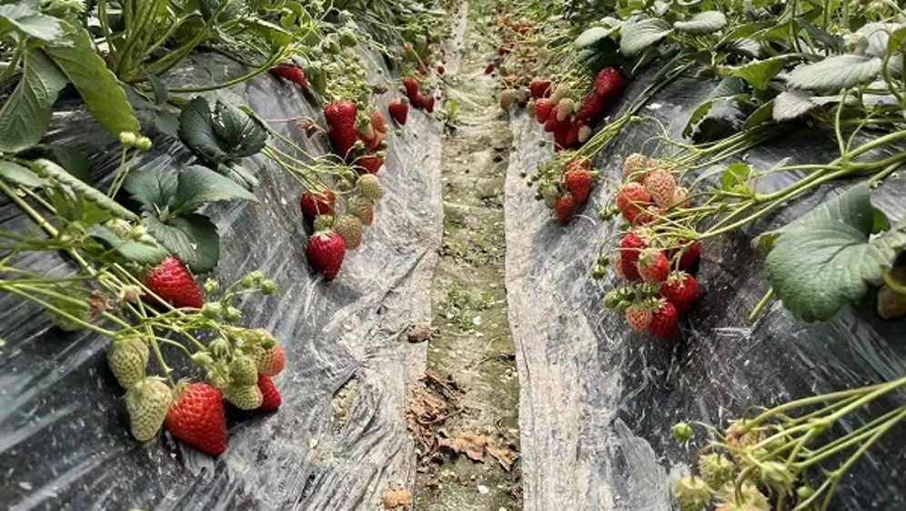 采收旺季遇上疫情，草莓滞销愁坏农户！青浦白鹤发出倡议，共解燃“莓”之急