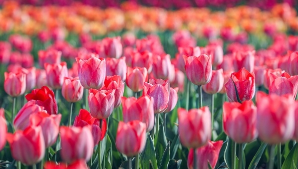 郁金香织就绚丽花毯 辰山植物园48个品种郁金香进入盛花期