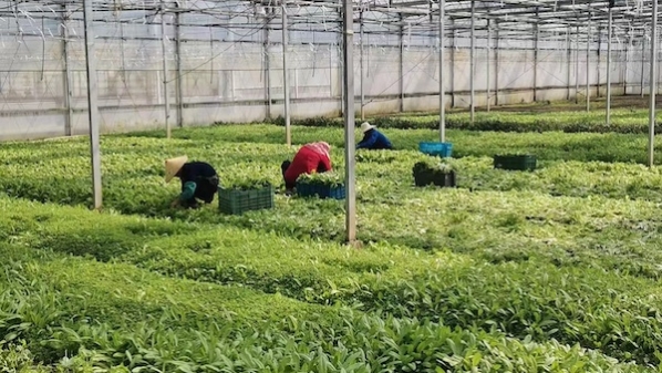 “红马甲”忙收“绿叶菜”：松江地产蔬菜每天可供应150-300吨，党员志愿者帮打包