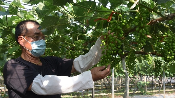 马陆葡萄将于7月如期大批量上市