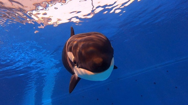 上海海昌海洋公园将免费开放8天 首例沪籍虎鲸宝宝6月11日与游客见面