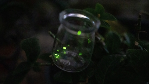 看，萤火虫在飞！今夏，上海多个萤火虫栖息地种群数量增加