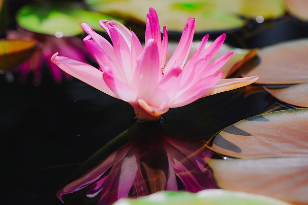 上万株睡莲绽放辰山营造静谧 睡莲世界 手机新民网