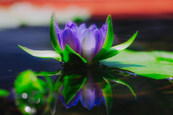 上万株睡莲绽放辰山营造静谧 睡莲世界 手机新民网