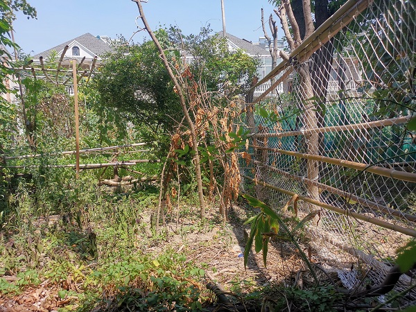 1分钟叮出10多个蚊子包 花园种菜沤肥浇粪 沪上800多户居民咬煞臭煞 手机新民网