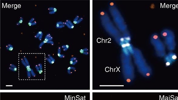 上海科研团队构建染色体融合小鼠模型 开启哺乳动物染色体遗传改造新领域