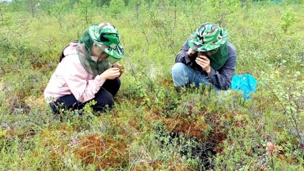 上海科学家最新发现：古老苔藓透露全球泥炭地分布趋势