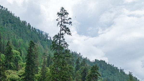 83.4米！中国第一巨树“身高”公布