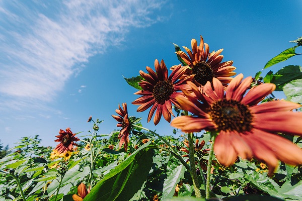 辰山植物园向日葵花海 上线 了金灿灿的宛若秋日油画 手机新民网