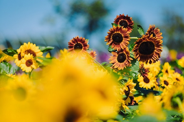 辰山植物园向日葵花海 上线 了金灿灿的宛若秋日油画 手机新民网