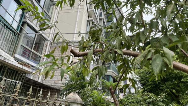 楼下：侵占公共绿地擅自种树 楼上：蚊蝇飞舞令人头痛